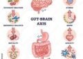 Decoding the Gut-Brain Axis.