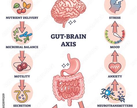 Decoding the Gut-Brain Axis.