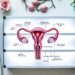 Ovarian Aging Reversal Therapy